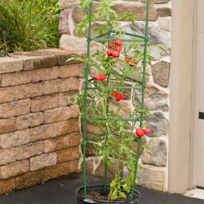 Image showing  60 in. Ultomato Tomato Plant Cage, Green