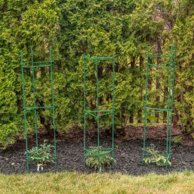 Image showing 5 th Gardener's Blue Ribbon 60 in. Ultomato Tomato Plant Cage, Green