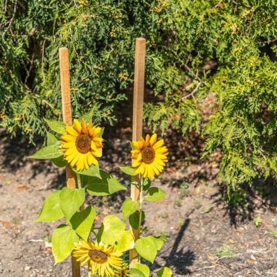 Image showing  5 ft. Wood Garden Stake