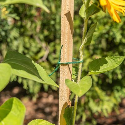 Image showing  5 ft. Wood Garden Stake