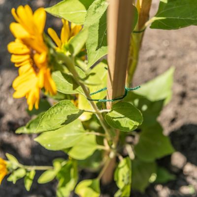 Gardener's Blue Ribbon 5 ft. Wood Garden Stake at Tractor Supply Co.