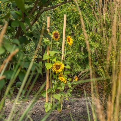 Image showing  6 ft. Wood Garden Stake