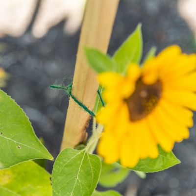 Gardener's Blue Ribbon 6 ft. Wood Garden Stake at Tractor Supply Co.