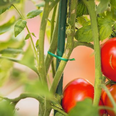 Image showing  164 ft. Plastic Plant Twist Tie with Cutter