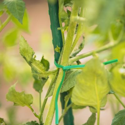 Image showing  164 ft. Plastic Plant Twist Tie with Cutter