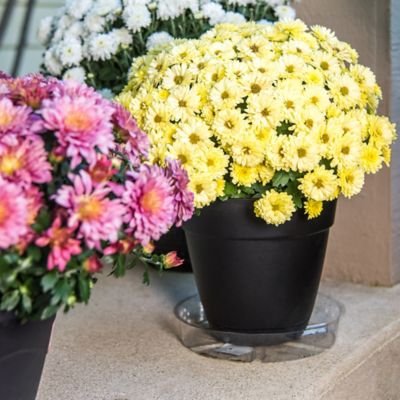 Image showing  Vinyl Plant Saucer, 8 in.