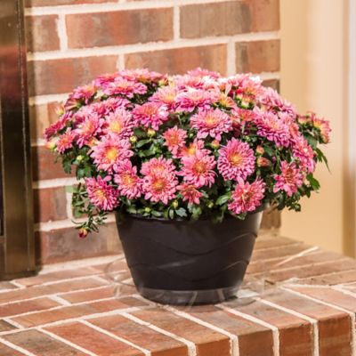 Image showing  Vinyl Plant Saucer, 10 in.