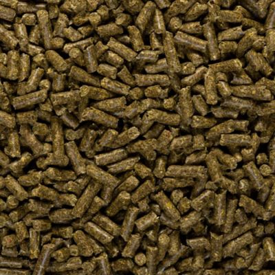 Image showing  Gentle Gut Advanced Digestive Pelleted Horse Supplement, 10 lb.