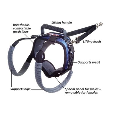 Image showing  Carelift Dog Lifting Aid Rear Only Harness