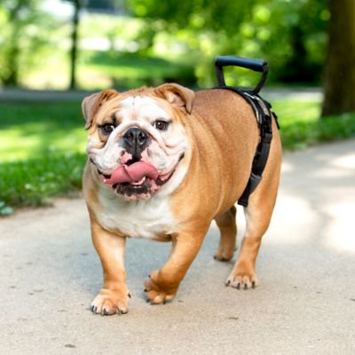 Image showing  Carelift Dog Lifting Aid Rear Only Harness