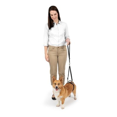 Image showing 6 th PetSafe Carelift Dog Lifting Aid Rear Only Harness
