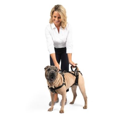 Image showing  Lifting Aid Full-Body Dog Harness