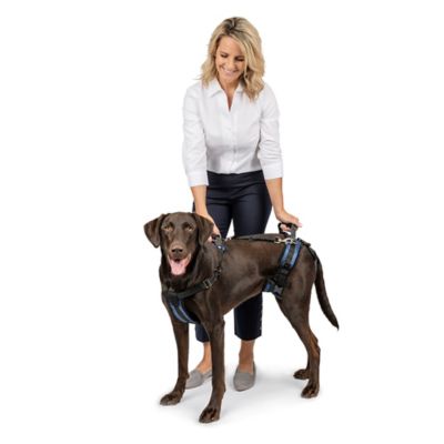 Image showing  Lifting Aid Full-Body Dog Harness