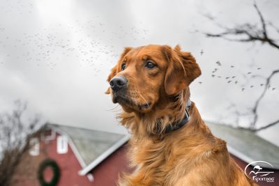 Image showing  Contain + Train Replacement Dog Collar Receiver Charging Adapter, Split-Plug Design