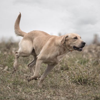 Image showing 6 th SportDOG 1/2 Mile SportTrainer 875 Remote Dog Training Collar, For Dogs 8 lb. or Larger, Neck Sizes 5 to 22 in., Orange