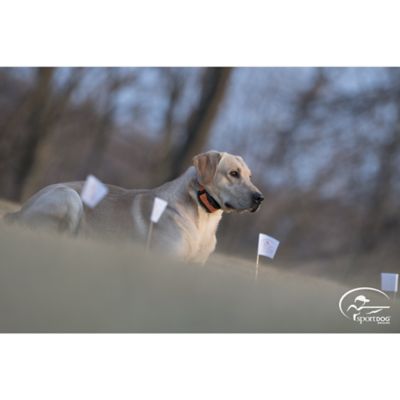 Image showing  Contain and Train Add-A-Dog Electric Fence Collar, 7 Levels of Static Stimulation