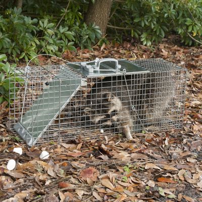 Image showing 8 th Havahart 1-Door Easy Set Large Live Animal Trap