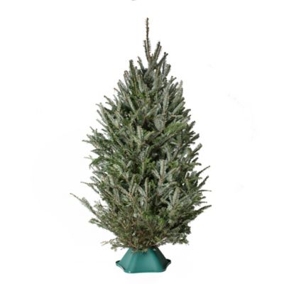 National Plant Network 6-7 ft. Fresh Cut Fraser Fir Real Christmas Tree