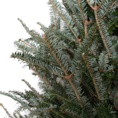 Image showing  6-7 ft. Fresh Cut Fraser Fir Real Christmas Tree