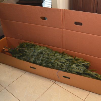 Image showing  6-7 ft. Fresh Cut Fraser Fir Real Christmas Tree