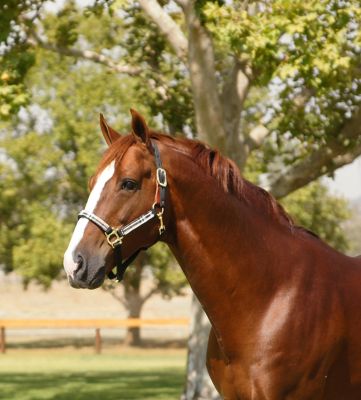 Image showing  Breakaway Nylon Horse Halter
