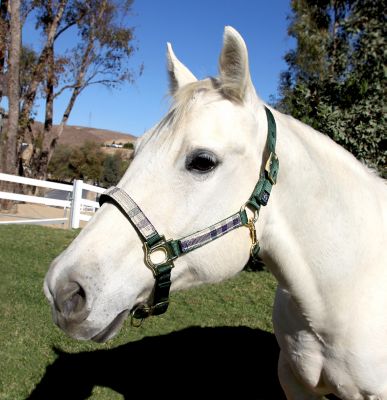 Kensington Nylon Horse Halter