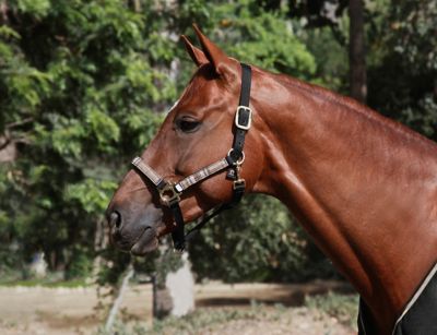 Image showing  Nylon Horse Halter