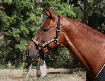 Kensington Nylon Horse Halter