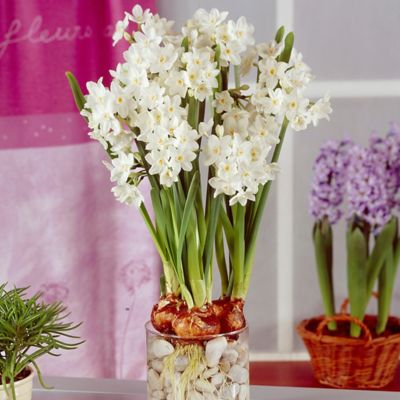 Image showing  Amaryllis & Paperwhite Indoor Garden