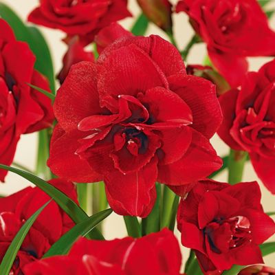 Van Zyverden Amaryllis Double Dragon 1 Bulb