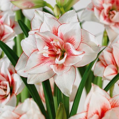 Van Zyverden Amaryllis Elvas 1 Bulb