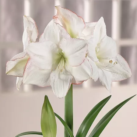 Van Zyverden Amaryllis Picotee 1 Ampoule Perennials