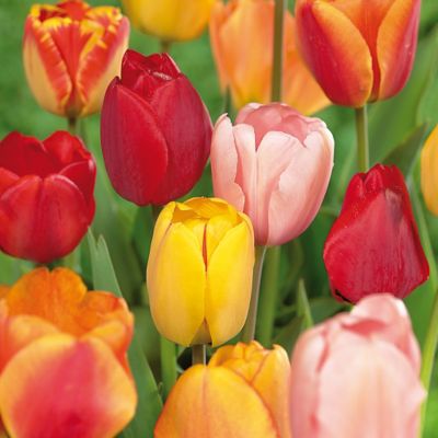 Van Zyverden Tulips Darwin Hybrid Mix, 15 Mammoth Count