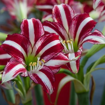 Van Zyverden Amaryllis Fragrant Variety Santiago