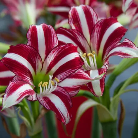 Van Zyverden Amaryllis Scented Variety Santiago Perennials