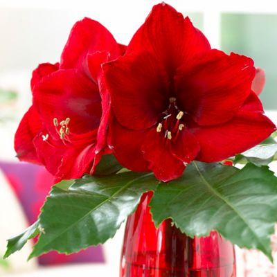 Van Zyverden Amaryllis Red Lion 3 Bulb