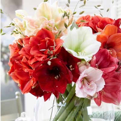 Van Zyverden Amaryllis Economy Mixed, 3 ct.