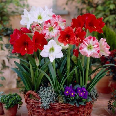 Van Zyverden Amaryllis Mixed For Indoor Potting, 5 ct.