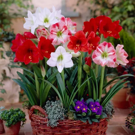 Van Zyverden Amaryllis Mixed for Indoor Potting 5 ct Perennials