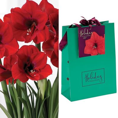 Van Zyverden Amaryllis Ferrari Bulb Emerald Gift Bag