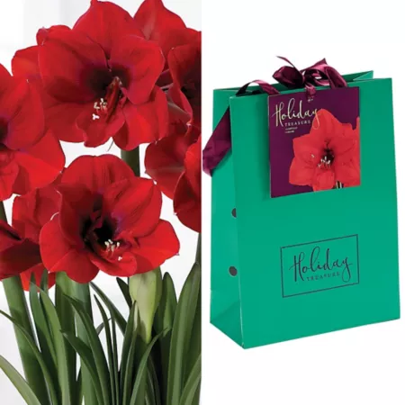 Van Zyverden Amaryllis Ferrari Emerald Bulb Gift Bag Perennials