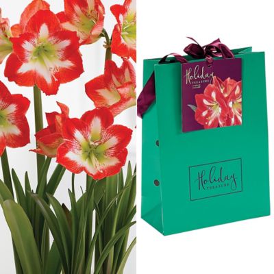 Van Zyverden Amaryllis Stargazer Bulb Emerald Gift Bg