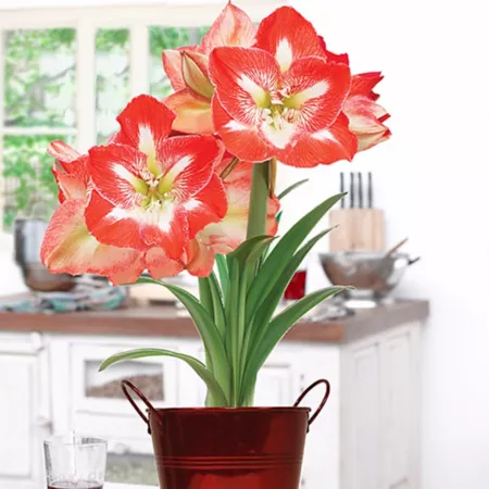 Van Zyverden Amaryllis Decorative Artisan Minerva Kit Perennials