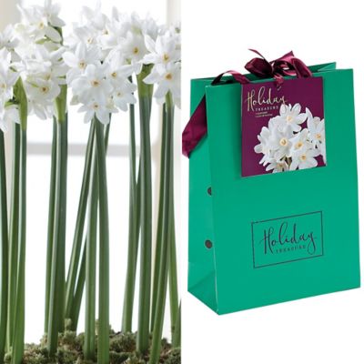 Van Zyverden Paperwhite Bulbs in Emerald Gift Bag