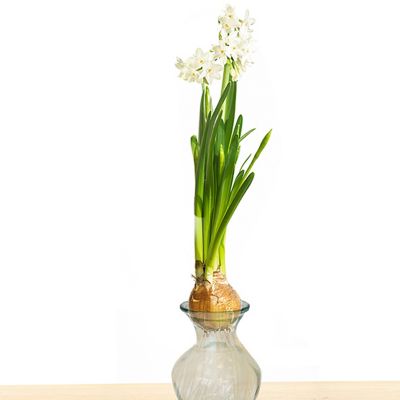 Van Zyverden Paperwhite Plant Kit with Clear Artisan Glass