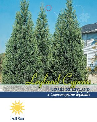 Pirtle Nursery 2.5 qt. Leyland Cypress Tree, #1