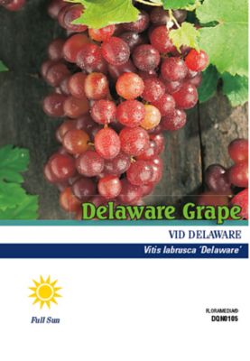 Pirtle Nursery 1.5 gal. Delaware Grape #2 Plant at Tractor Supply Co.