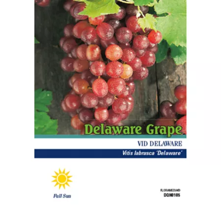 Pirtle Nursery 1.5 gal Potted Delaware Grape Plant in No 2 Pot Fruit Trees & Plants