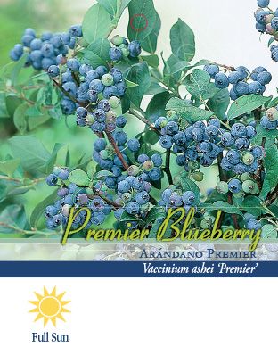 Pirtle Nursery 2.5 qt. Premier Blueberry Shrub in #1 Pot