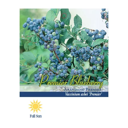 Pirtle Nursery 2.5 quarts Premier cornflower shrub in pot in pot no 1 Fruit Trees & Plants